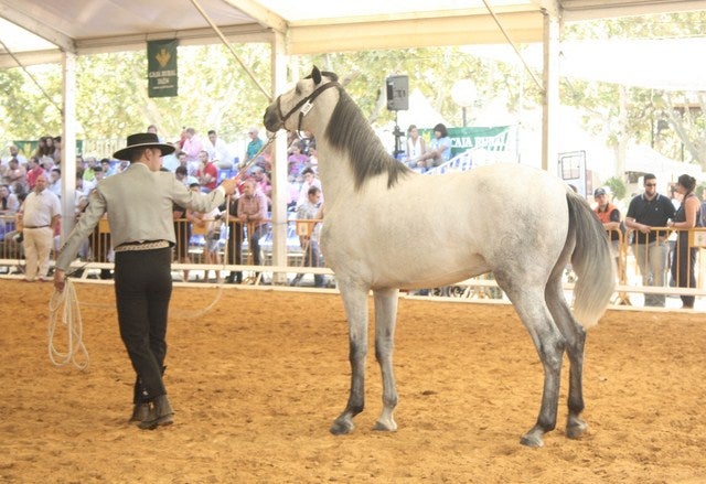 127 caballos de 54 ganaderías compiten en la XI edición de ANDUCAB