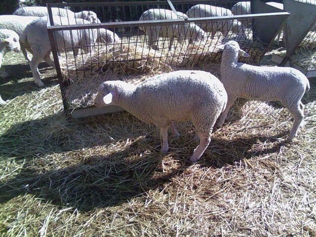 Un total de 15 cabañas de ovejas de las 139 existentes en Andújar han sufrido la ‘lengua azul’