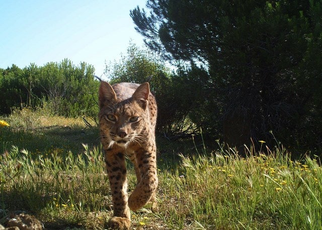 La enfermedad de los conejos frena la caída del lince, pero el águila imperial y el buitre negro alcanzan registros históricos