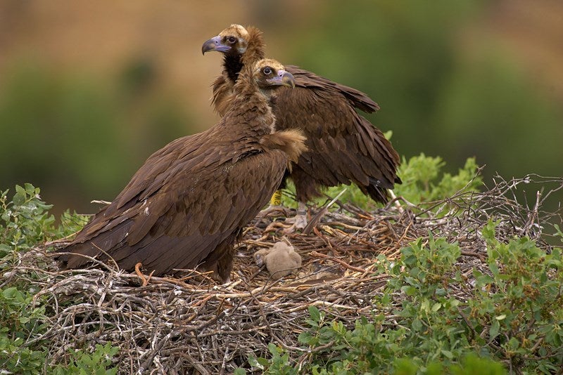 Una pareja de buitre negro en la Sierra de Andújar. 
