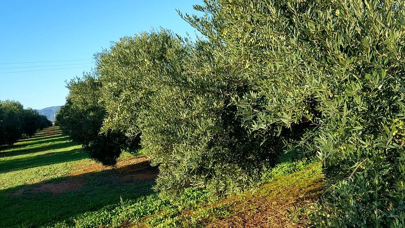 Las lluvias han favorecido al sector olivarero. 