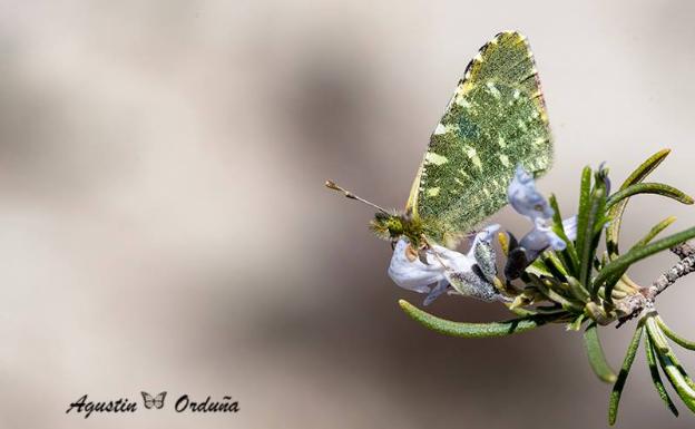 Mariposa Baza