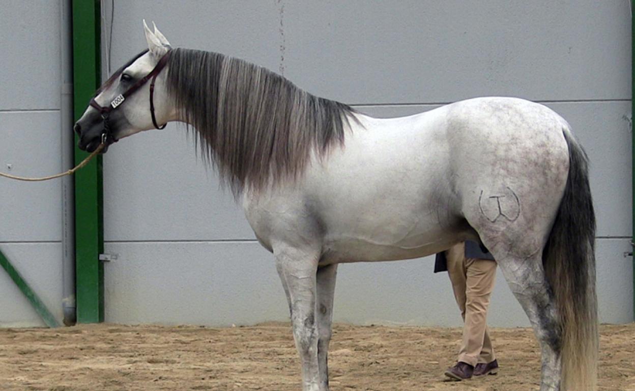 Armas Torrelaguna, caballo ganador en Baza 