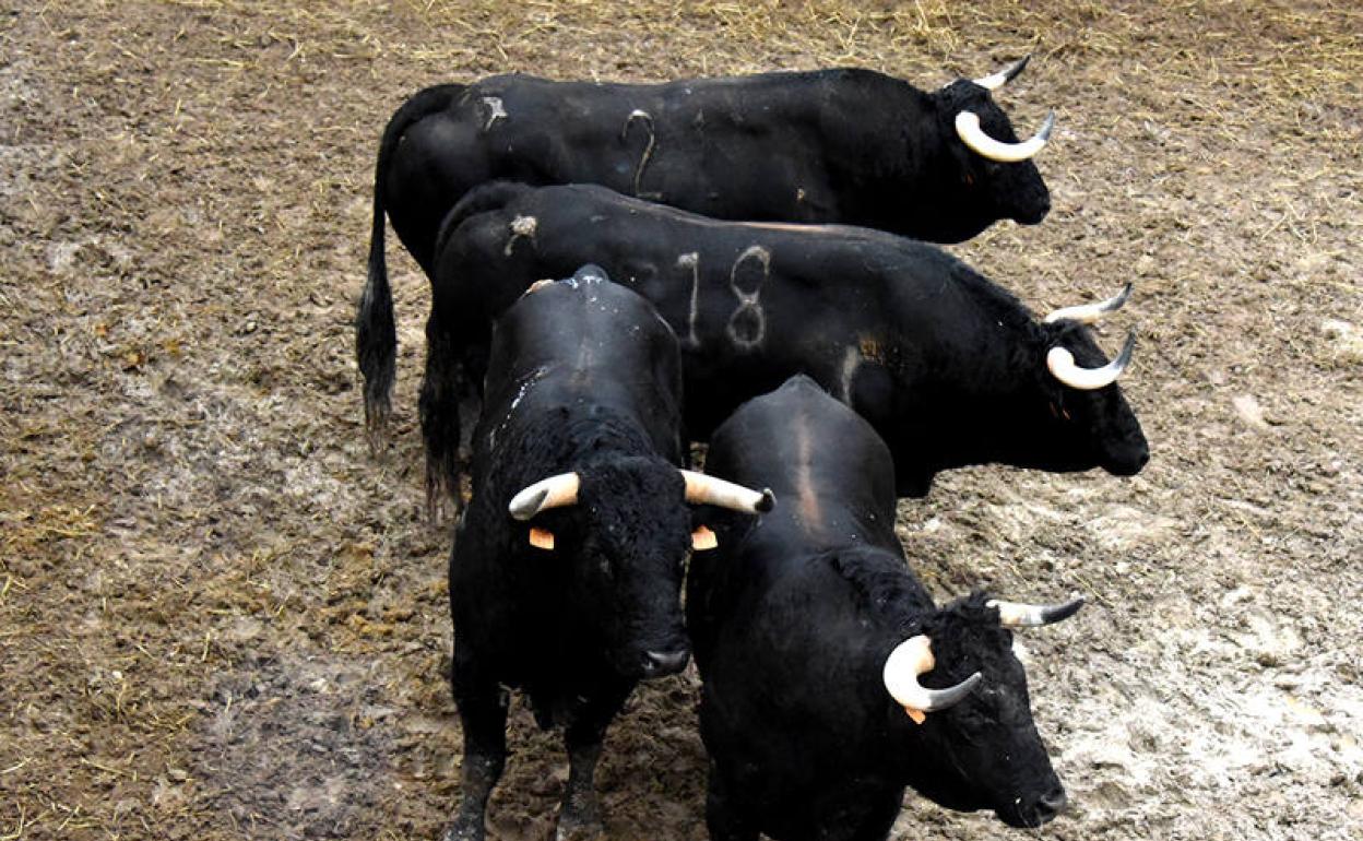 Cuatro de los toros que se tenian que lidia en Baza 