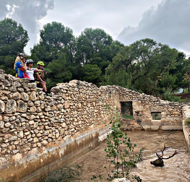 El ciervo agotado y con el agua al cuello
