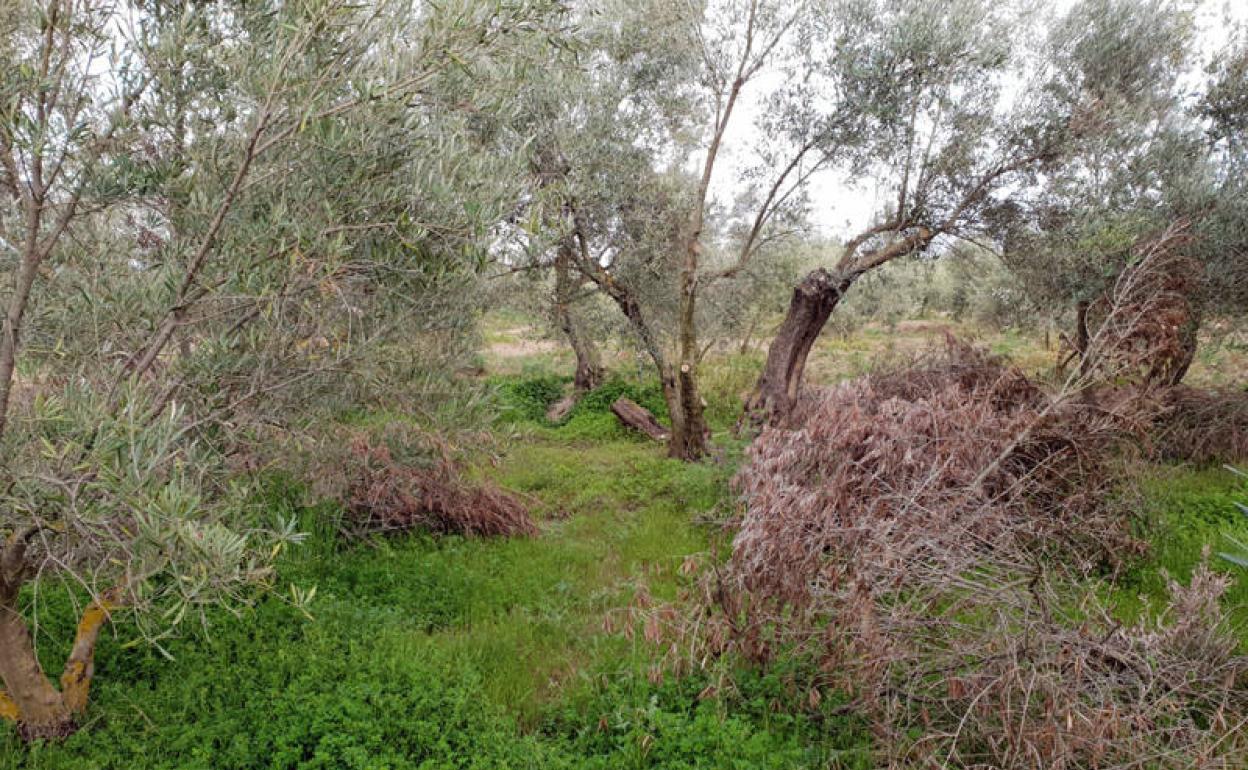 Restos de poda del olivar en una finca 