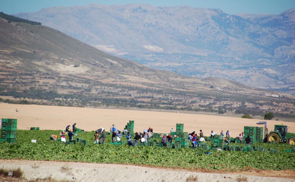 Trabajadores en unos de los muchos campos de cultivo intensiva en la Comarca de Baza 