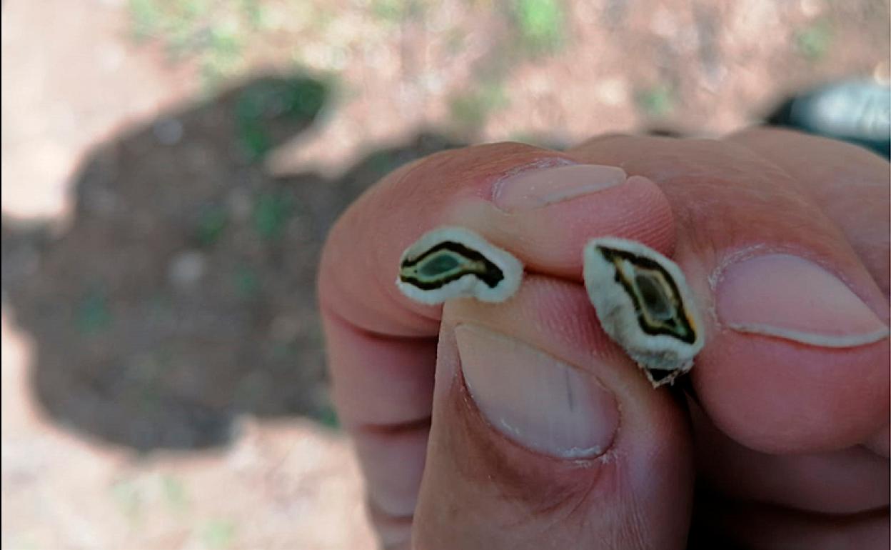Daños ocasionados a la almendra