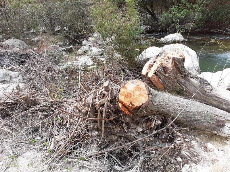 Investigan la destrucción de 900 metros de bosque de ribera en el río Castril