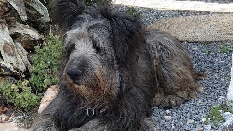 Nerón, el perro fallecido por el disparo de un cazador cuando paseaba por un sendero del Parque Natural de la Sierra de Baza 