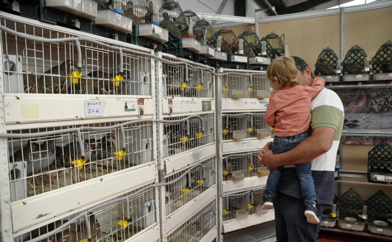 Un padre y su hija visitando una de las exposiciones de pollos de perdiz 