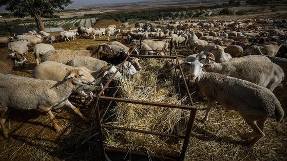 Trescientos ganaderos urgen las ayudas por la viruela anunciadas hace cinco meses