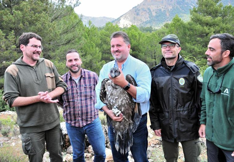 Liberados dos nuevos pollos de quebrantahuesos en el Parque Natural de Castril