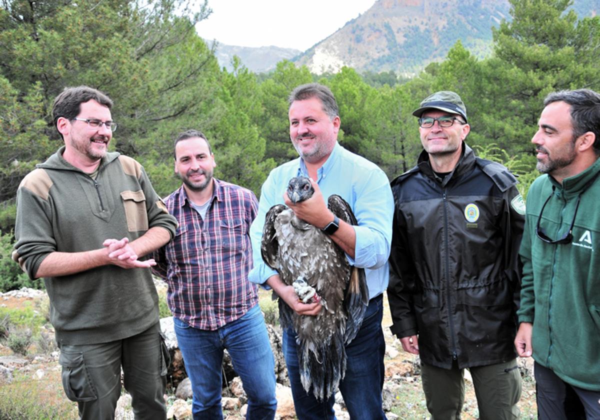 Liberados dos nuevos pollos de quebrantahuesos en el Parque Natural de Castril