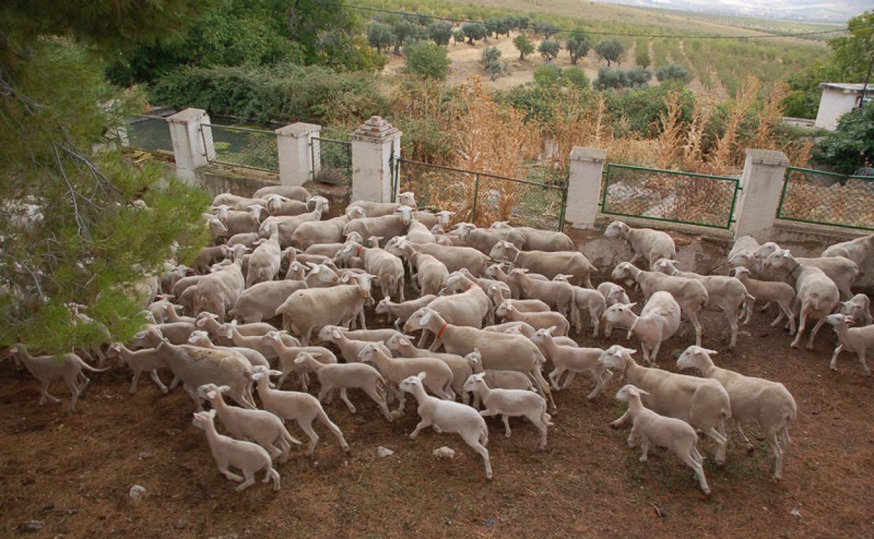 La Junta convoca ayudas por 1,3M€ para explotaciones afectadas por Viruela Ovina Caprina