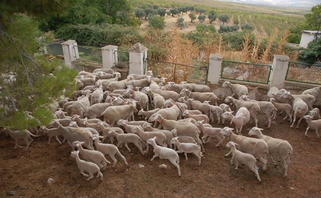 La Junta convoca ayudas por 1,3M€ para explotaciones afectadas por Viruela Ovina Caprina
