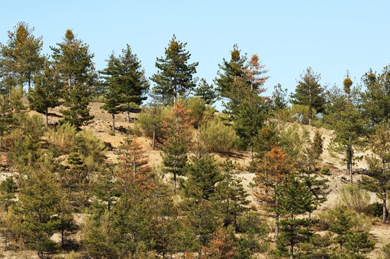 Una plaga de muérdago afecta al Parque Natural de la Sierra de Baza desde hace 8 años
