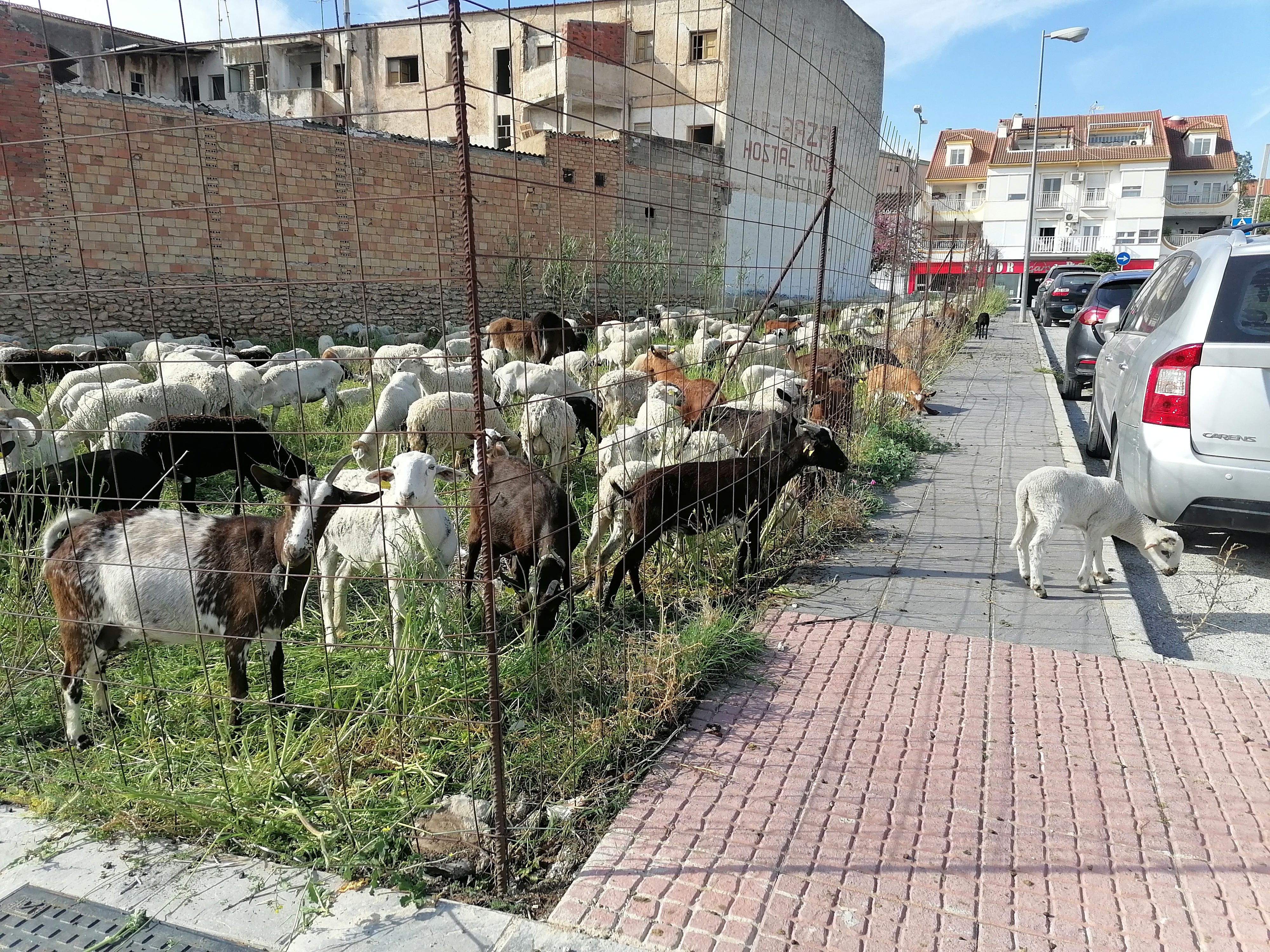 Las ovejas del edil pastan en un solar contiguo al establo ilegal.