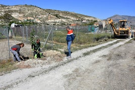 El concejal de Agricultura, Antonio Peña supervisando la plantación de árboles