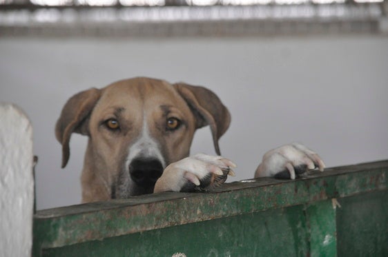 Una denuncia del PSOE evita que los 50 animales de la perrera se queden desatendidos