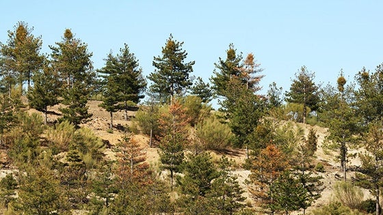 La magnitud de la plaga de muérdago en la Sierra de Baza está obligando a la tala de miles de árboles