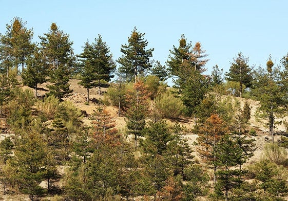 Pinares afectados por la plaga de muérdago en el Parque Natural de la Sierra de Baza