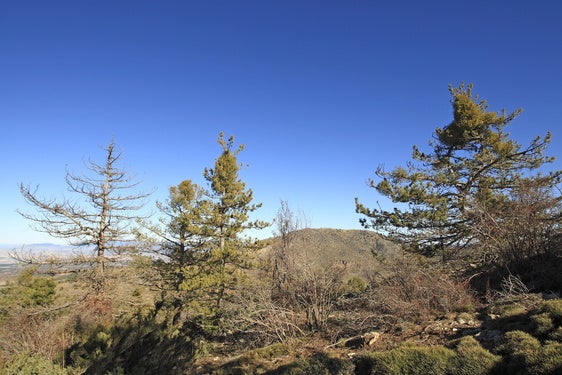 La magnitud de la plaga de muérdago en la Sierra de Baza obliga a talar miles de árboles