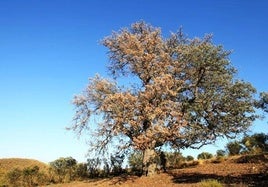 La conocida como 'Encina de los Caler', centenaria, en una imagen de archivo, cuando aún tenía vigor.