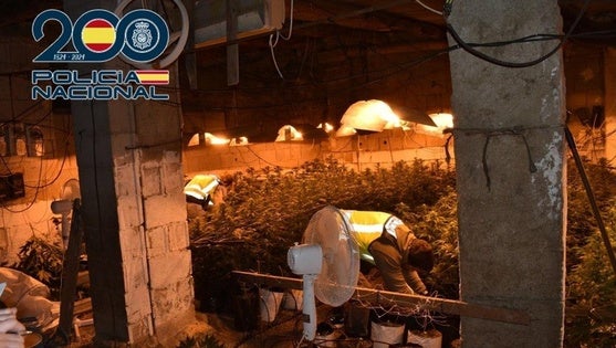Desmantelan en Baza una plantación 'indoor' con cerca de 370 plantas y más de dos kilos de cogollos