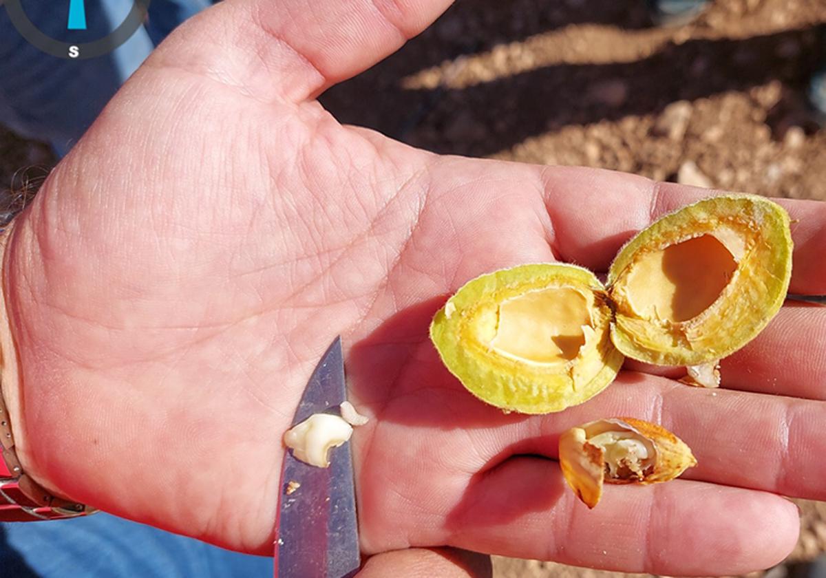 La plaga de la avispilla de la almendra afecta a 5.200 hectáreas localizadas en Orce, Galera y Cúllar