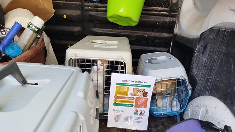 Cuevas del Campo elabora un censo felino con los 163 gatos del municipio