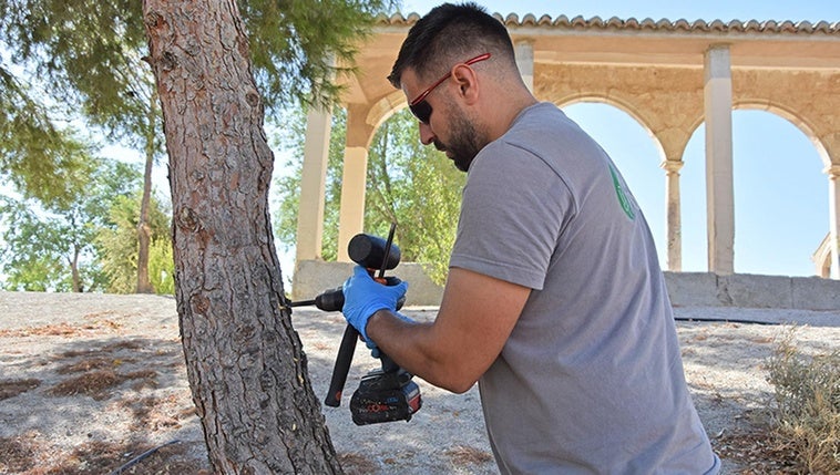 El Ayuntamiento acomete la protección de los pinos ante la procesionaria