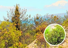 Pinos afectados por la plaga de muérdago en la Sierra de Baza.