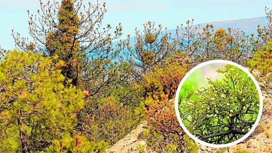 El muérdago pone en jaque a la Sierra de Baza