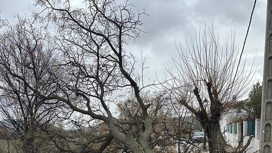El temporal en las comarcas de Baza y Huéscar produce la caída de árboles y de alguna cornisa