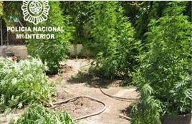 Detenida una pareja por cultivar 30 plantas de marihuana en su chalet de Baza