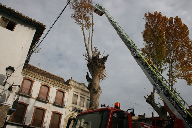 Comienza la poda de árboles del centro para evitar la suciedad que provocan los pájaros