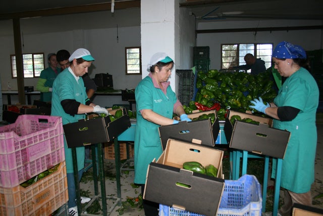 De la huerta de Baza a los frigoríficos de todo el país