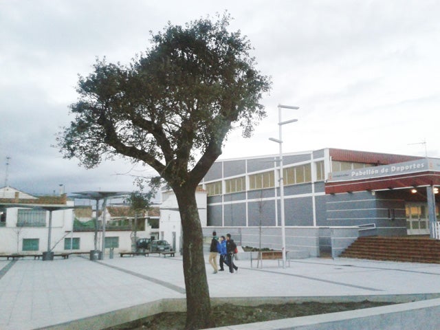 El Parque de la Constitución vuelve a lucir una encina centenaria