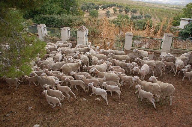130.727 euros para ampliar las instalaciones ganaderas de Los Morales en Huéscar