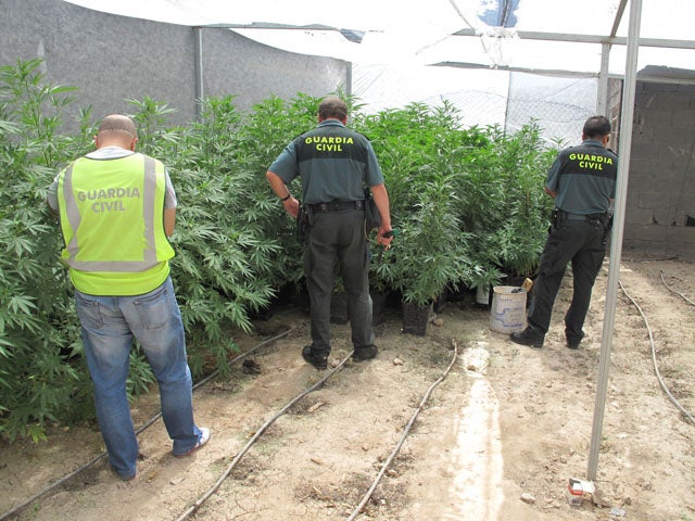La Guardia Civil  interviene en Zújar 87 plantas de cannabis