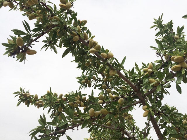 Plan de seguridad para evitar los robos de almendras en Puebla de Don Fadrique