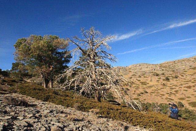 Visita guiada al pinar oromediterráneo del Parque Natural de la Sierra de Baza