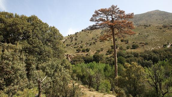 El pino más alto de la provincia de Granada se ha secado