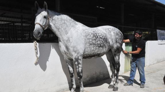 100 caballos de pura raza española participan en el XX Campeonato de Andalucía Oriental