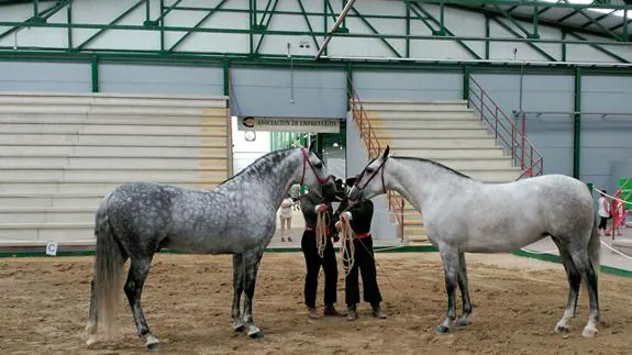 Espartana Hbm, y Chulito III campeones en el XX concurso de caballos de Pura Raza Española de Baza