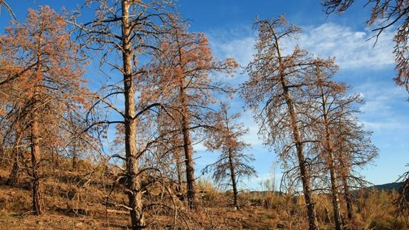 Recogen firmas ante la muerte de "miles" de árboles en el Parque Natural Sierra de Baza