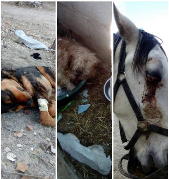 Matan a cinco perros y hieren a un caballo por una presunta venganza en la Sierra de Baza