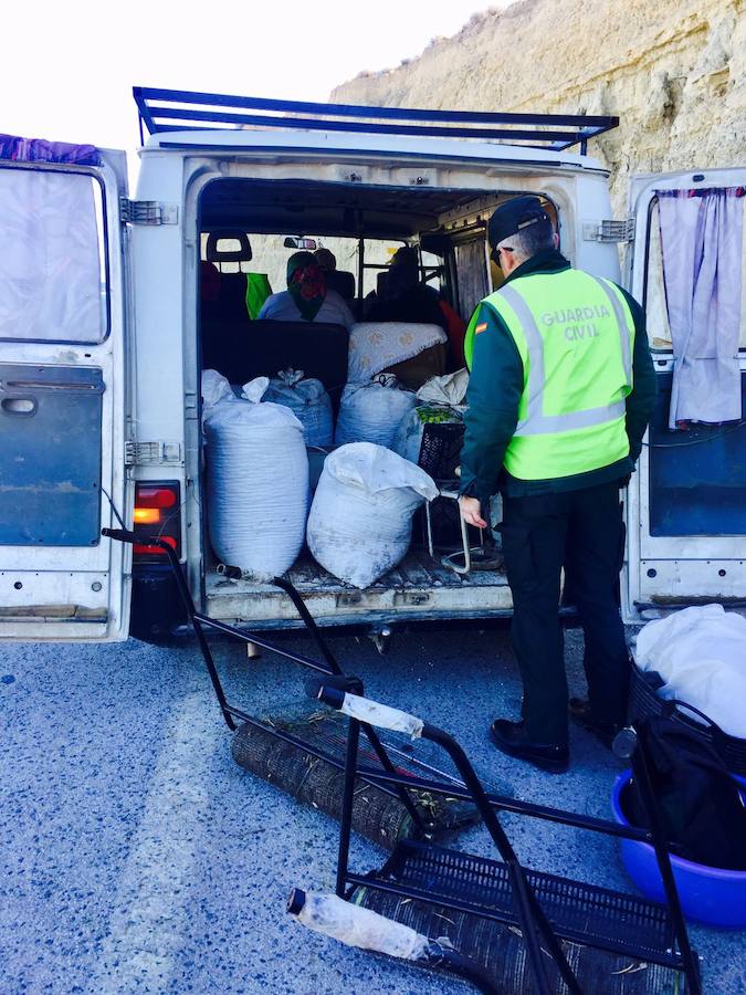 Ante el juez cinco personas sorprendidas robando 400 kilos de aceitunas