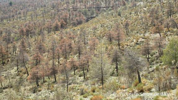 Con el lema 'La Sierra de Baza se muere', se ha organizado una visita a las zona afectadas por las plagas